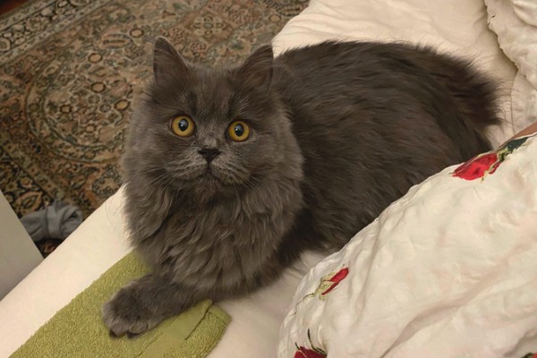 Gato Persa cinza deitado