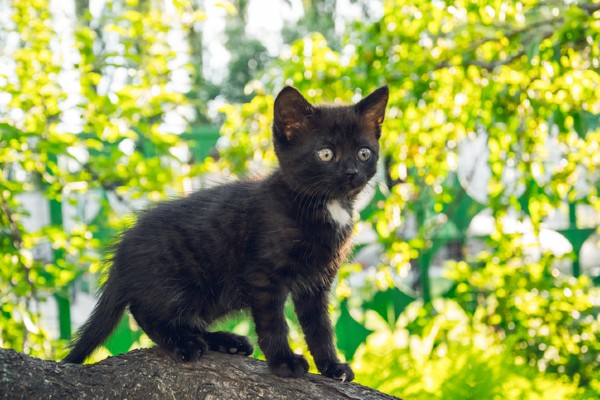 Gato preto filhote na árvore