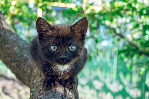 Gato preto filhote na árvore