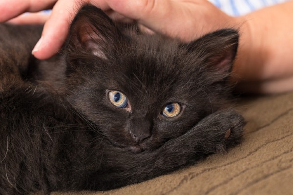 Gato preto filhote ganhando carinho