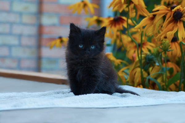 Gato preto filhote