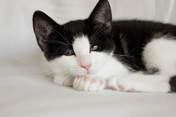 Ímã Gatos de Gato Tuxedo Desenho Preto e Branco