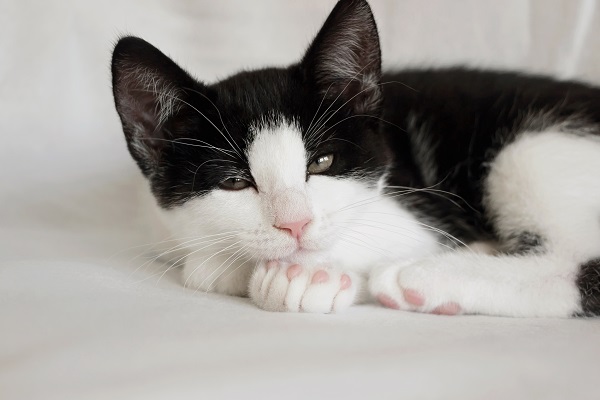 Gato preto e branco em 2023  Gatinho branco e cinza, Gato preto e