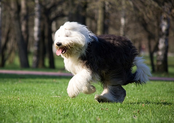 Cachorro Bobtail: características e fotos