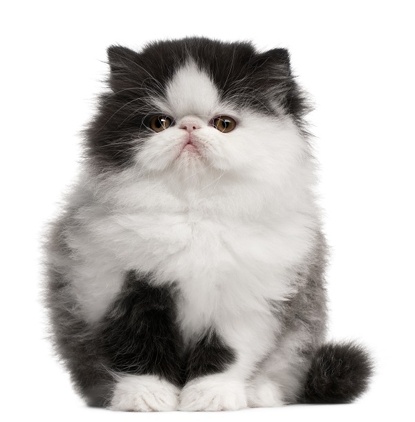 Um desenho preto e branco do rosto de um gato.