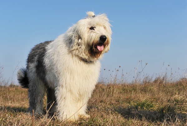 Cachorro Bobtail: características e fotos