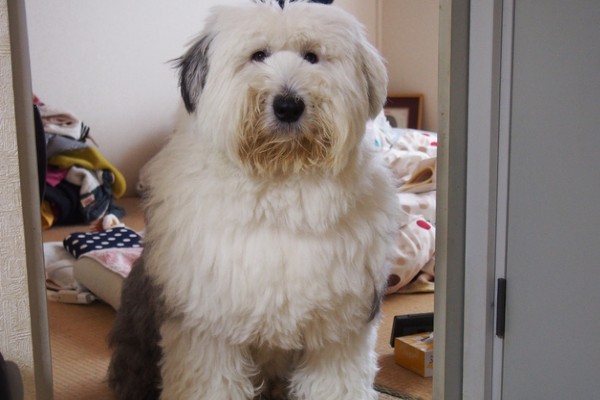 Sheepdog adulto no quarto
