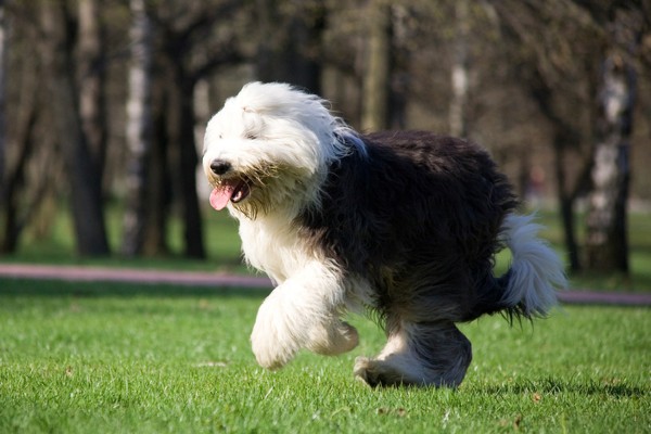 Sheepdog adulto na grama