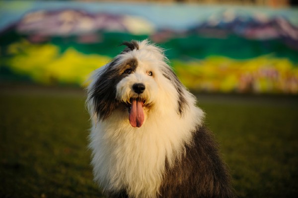 Sheepdog adulto com a língua de fora