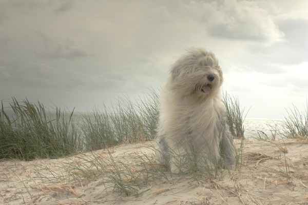 Sheepdog adulto na praia
