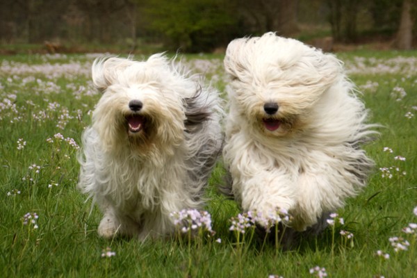 Dupla de Sheepdog adulto