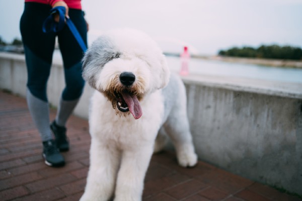 Sheepdog adulto na coleira