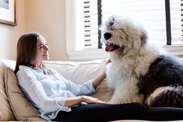 Sheepdog adulto com uma mulher no sofá