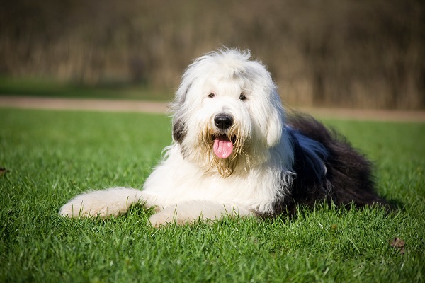 Old English Sheepdogs - Raças de Cães