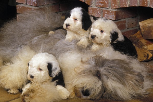 Filhote De Cachorro Inglês Velho Do Sheepdog Imagem de Stock - Imagem de  caucasiano, canino: 21647129