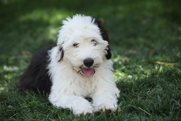 Sheepdog filhote deitado na grama