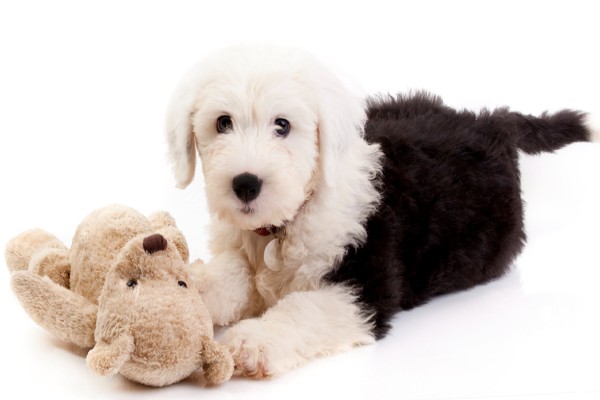 Filhote De Cachorro Inglês Velho Do Sheepdog Imagem de Stock - Imagem de  caucasiano, canino: 21647129