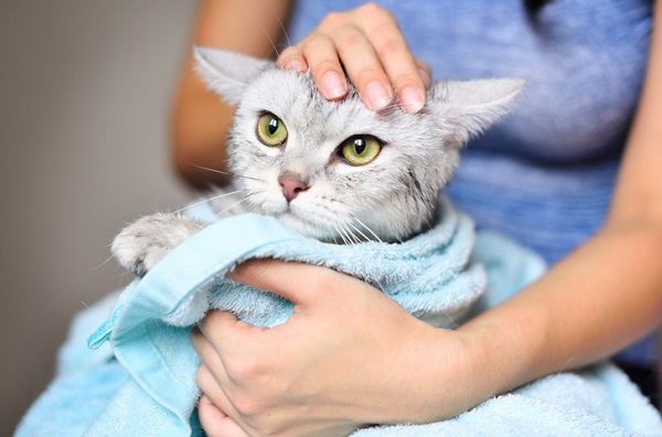 filhote de gato sendo enxugado com uma toalha azul