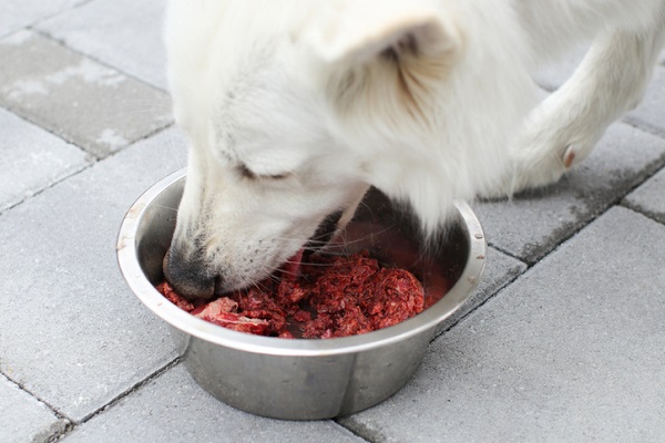 Cachorro pode comer fígado? Veja se o alimente faz mal