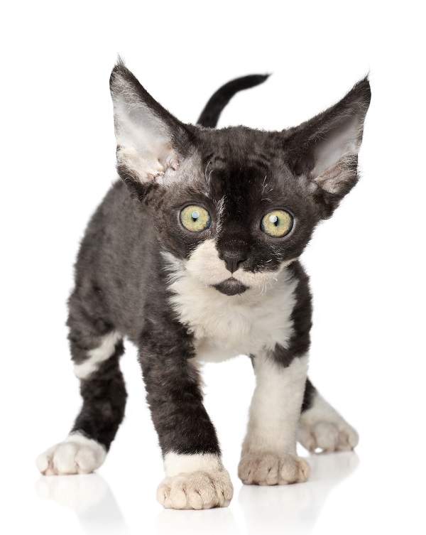 Gato preto e branco em 2023  Gatinho branco e cinza, Gato preto e