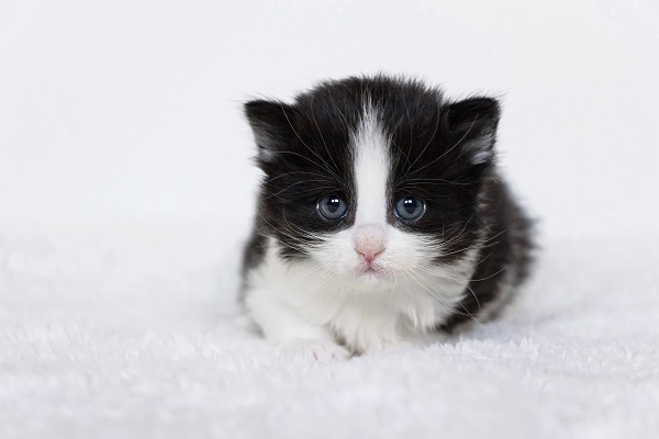 Gato preto e branco filhote: veja lindas fotos!