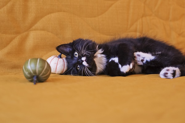 Gato preto e branco filhote: veja lindas fotos!