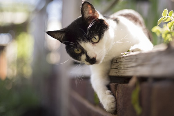 Brincando com o seu gato