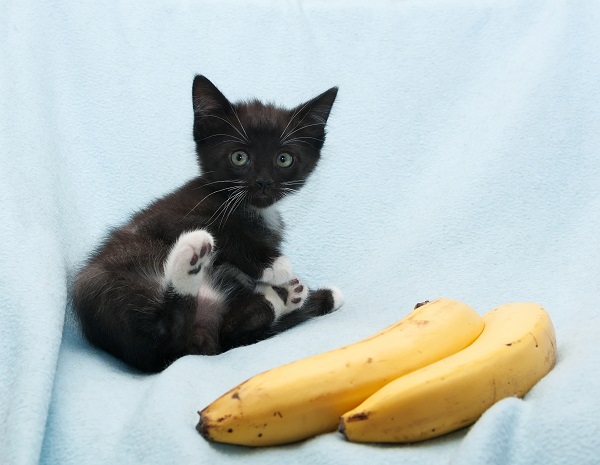 Gato pode comer banana? saiba se a fruta faz bem | Petlove