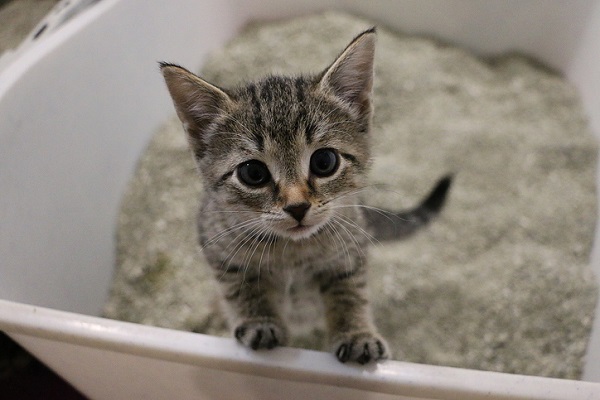 Como ensinar gato filhote a usar caixa de areia