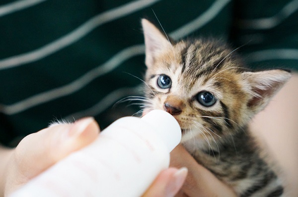 Sua vida gatinho de gente!