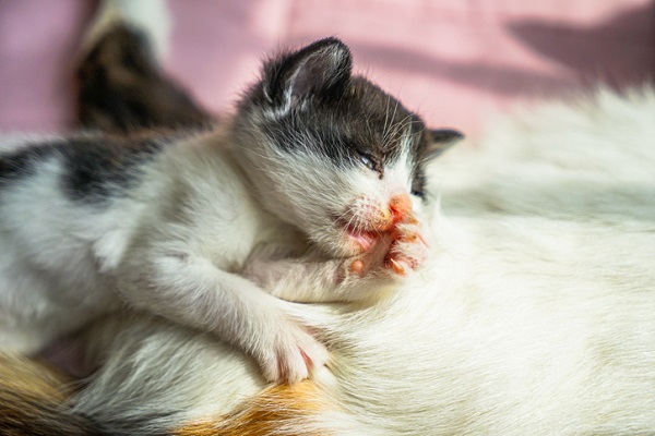 Gato filhote de 2 meses pode ficar sozinho? Descubra!