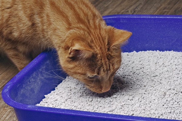 Dicas para limpar e manter a caixa de areia do seu gato sempre