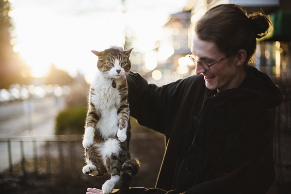 Por que muitos gatos são mansos com pessoas a ponto de você