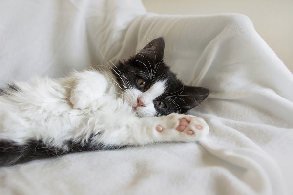 Gato preto e branco em 2023  Gatinho branco e cinza, Gato preto e