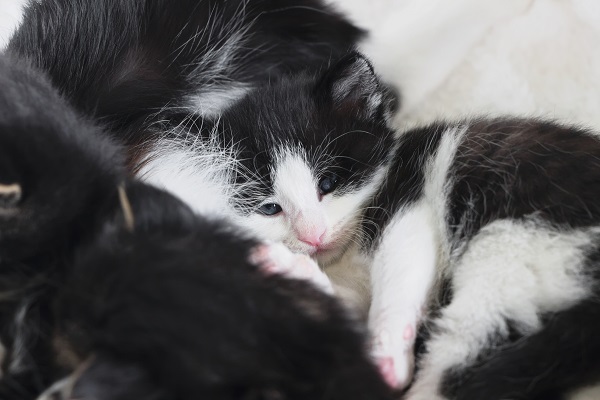 Gato preto e branco filhote: veja lindas fotos!