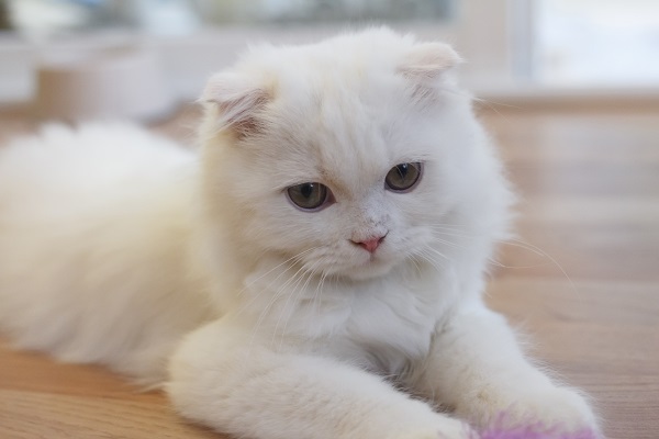 Gato preto e branco filhote: veja lindas fotos!