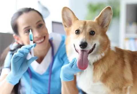 Por quantos dias pode atrasar a vacina do meu cachorro?