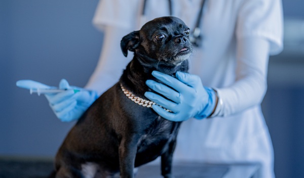 Cachorro e vacina na mão de médico-veterinário.