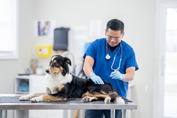 Médico-veterinário aplicando vacina em cachorro.