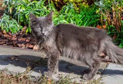 O que pode ser e como tratar um gato com pus no olho