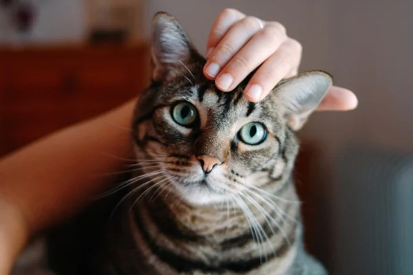 Gato sendo acariciado,