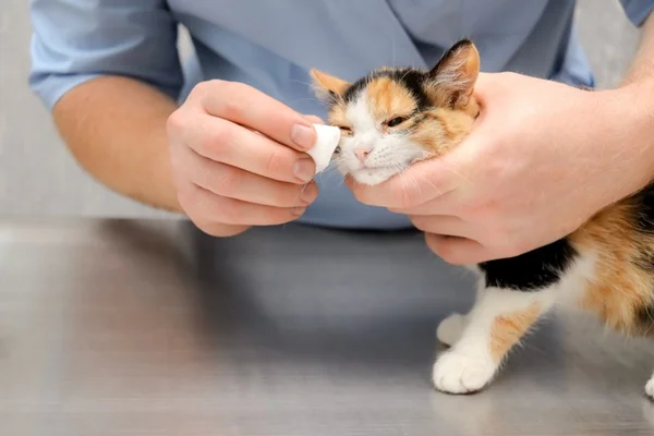 Gato com pus nos olhos.
