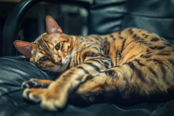 Gato Bengal deitado no sofá