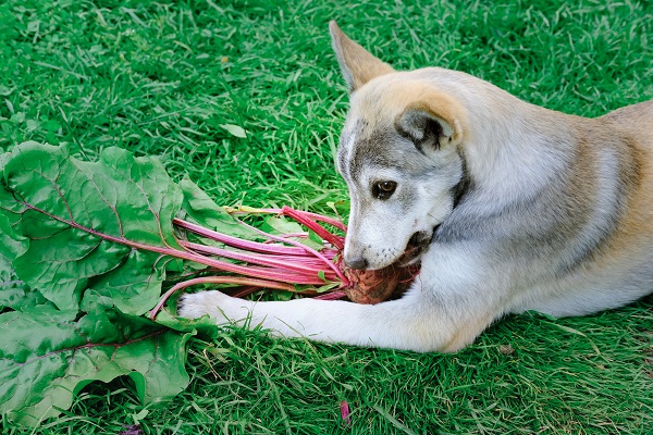 Cachorro cheirando beterraba