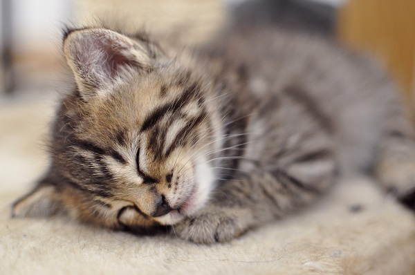 Gatos que dormem na caixa de areia: O que significa e o que fazer?