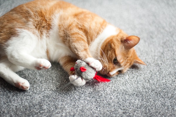 Brincando com o seu gato