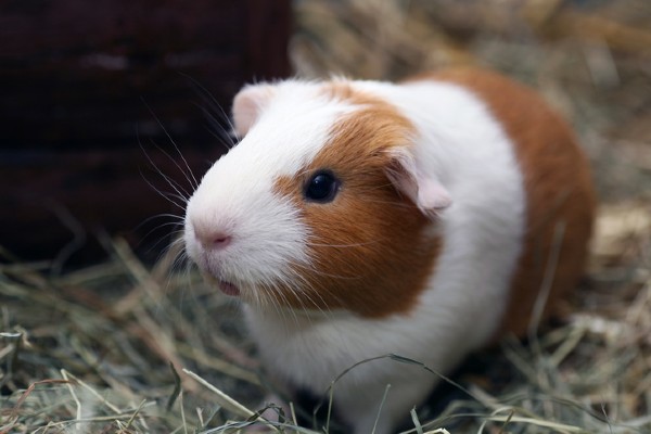 Podcast Petlove - Porquinho da Índia no feno