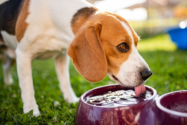 Cachorro bebendo muita água: o que pode ser?