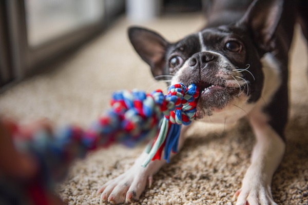 Veja os 10 Hábitos para Manter seu Cachorro Saudável  Lindos filhotes de  cachorro, Cachorro, Cachorrinhos fofinhos