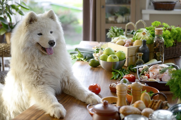 Cachorro pode comer mandioca?